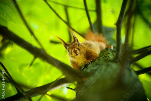 squirrel on a tree