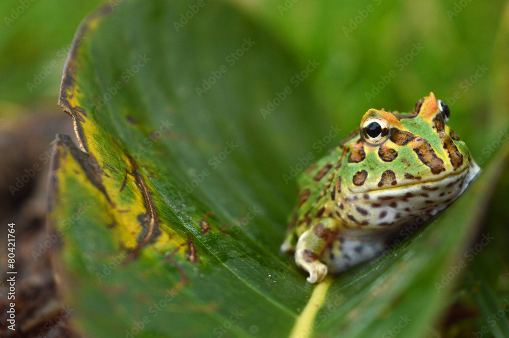 Obraz premium frog pacman(ceratophrys ornata)
