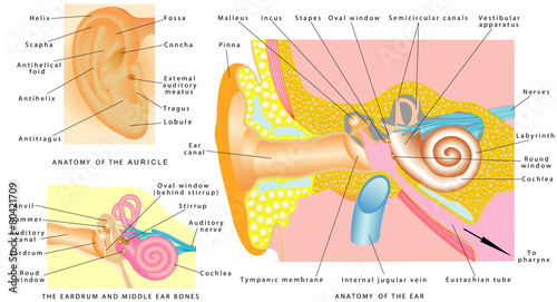 Human ear anatomy