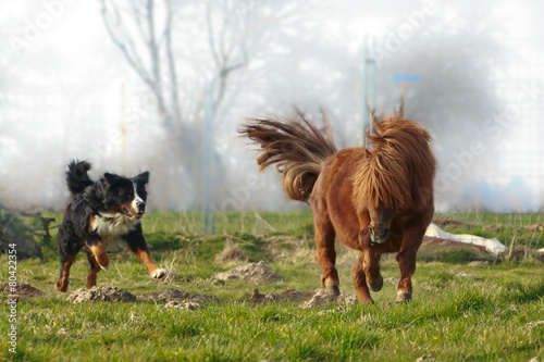 Pony rennt mit Hund