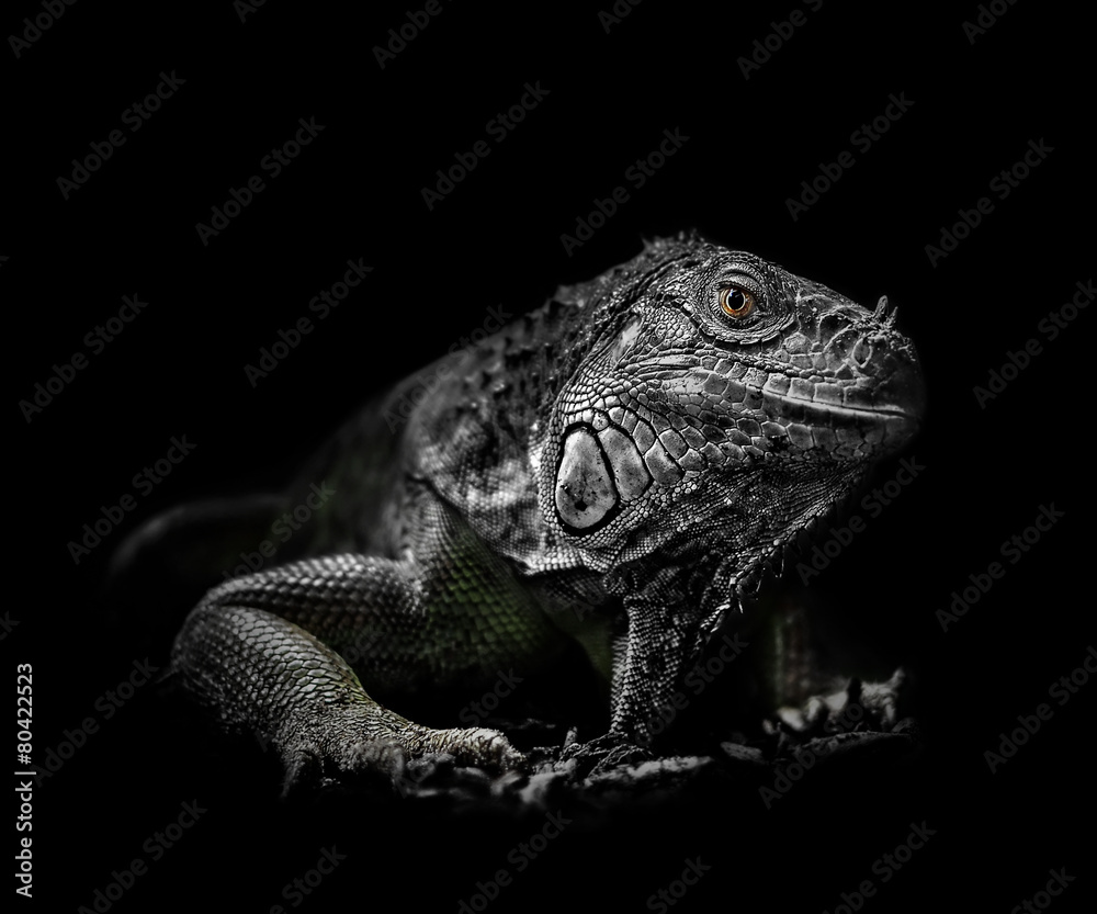 Fototapeta premium Grüner Leguan vor schwarzem Hintergrund