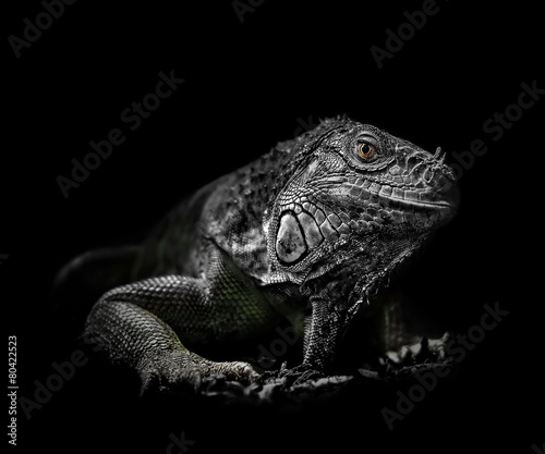 Gr  ner Leguan vor schwarzem Hintergrund