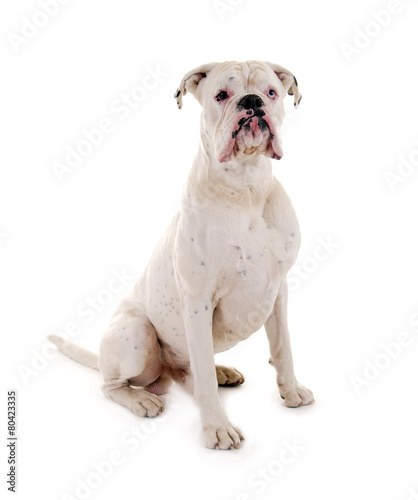 Sitzender, weisser Boxer Hund © grafikplusfoto