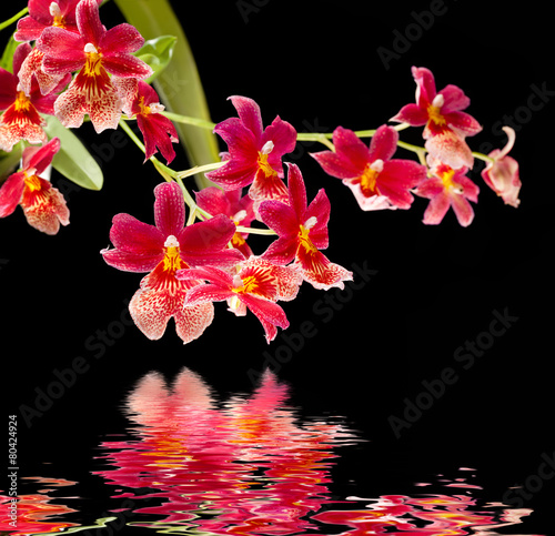Fototapeta Naklejka Na Ścianę i Meble -  orchid with water reflection