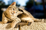 Cute tabby kitten lying on the wall and scratching its head.
