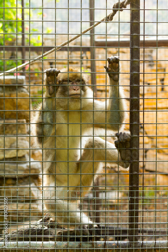 Caged Monkey with sad looking