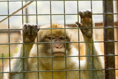 Closeup of caged Monkey with sad looking