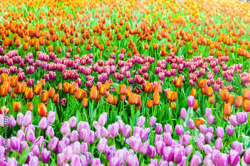Colorful tulip field at the night garden