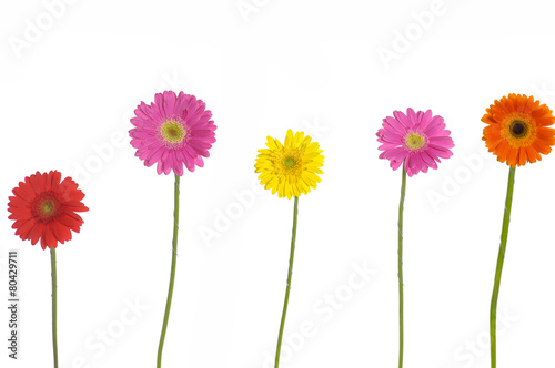 Five colorful gerber flowers isolated 