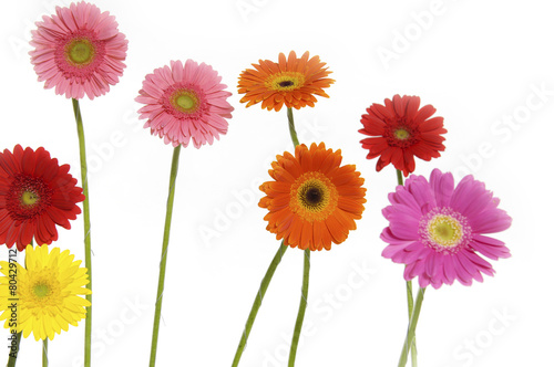 Set of colorful gerber flowers 