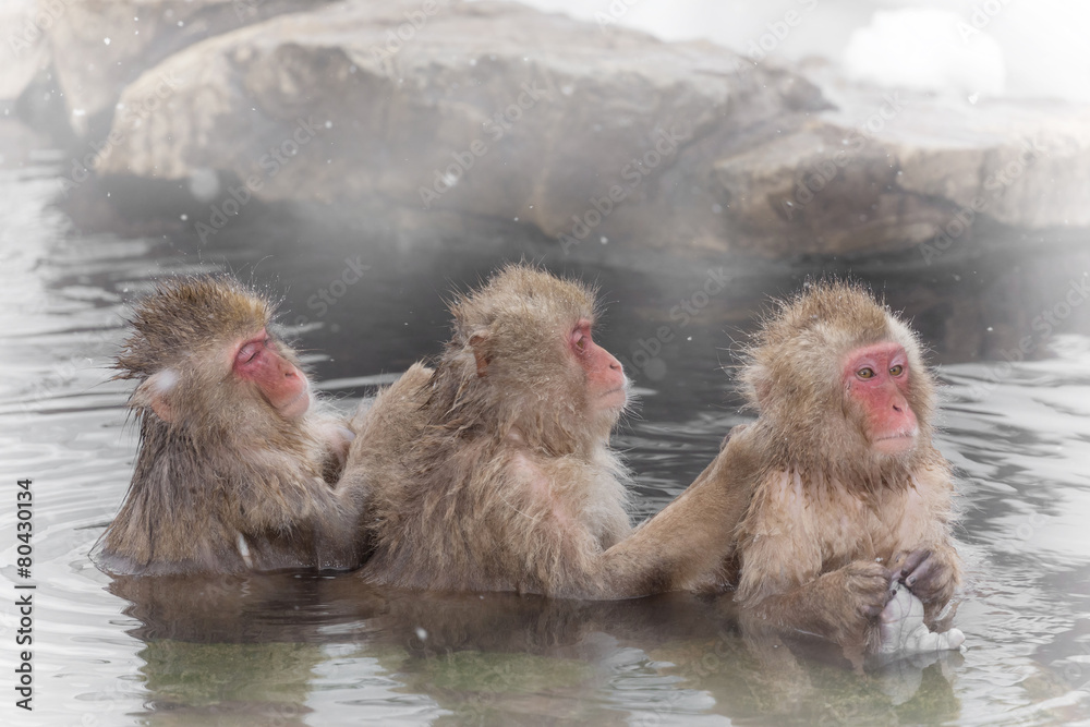Naklejka premium お風呂で背中を流し合うおさるさん monkey which washes a hot spring