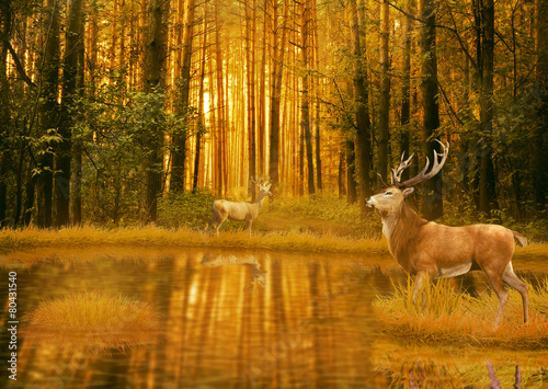 Deer Bucks in summer sunset light standing in opening woods