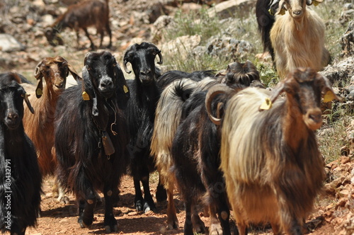 A herd of goats. Animals spent with pastures
