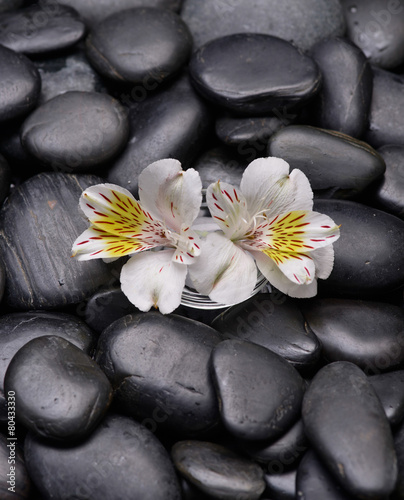  White two orchid in bowl on zen black stones 