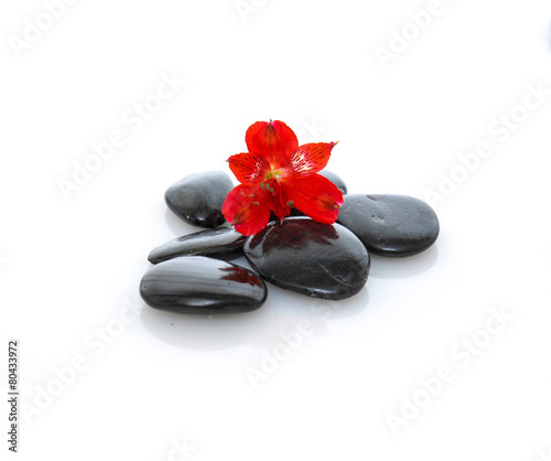 Beautiful Red orchid on black stones