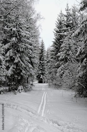 day after fresh snowfall in the forest photo