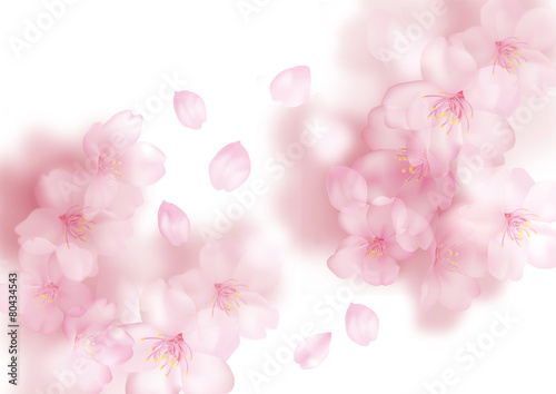 tokeru_sakura_siro_syou