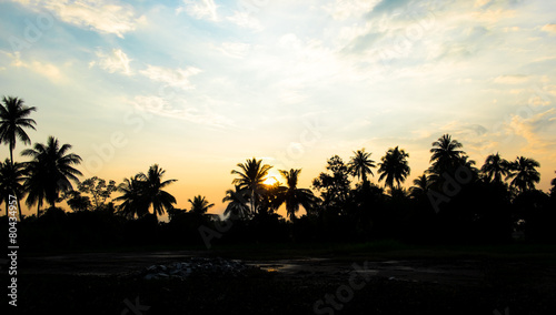 vintage filter : silhouette landscape of coconut tree ,tropical
