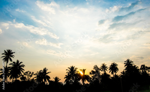 vintage filter   silhouette landscape of coconut tree  tropical