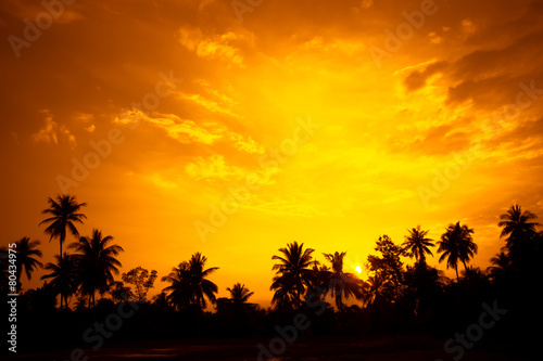 vintage filter   silhouette landscape of coconut tree  tropical