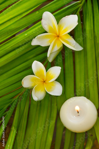   Two white frangipani flower with candle and wet palm leaf background   