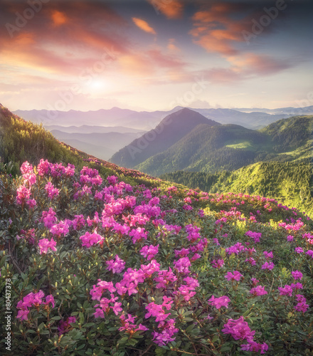 Magic pink rhododendron flowers in the mountains.