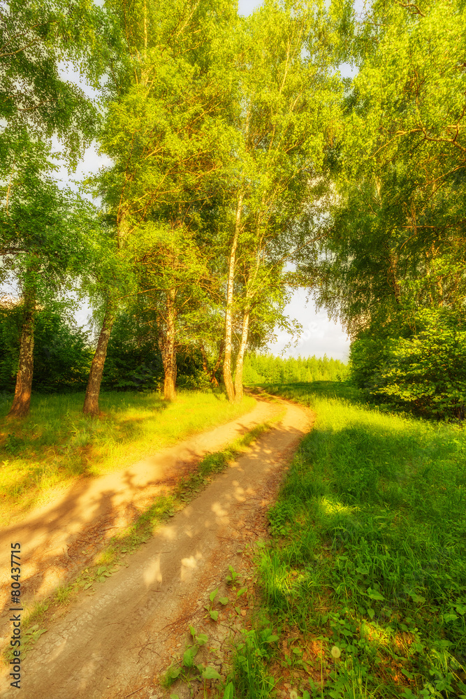 Road in birch forest