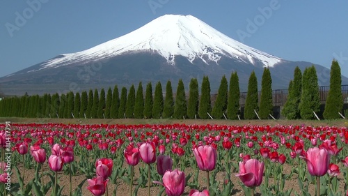 The world heritage Mount Fuji, Japan. Tulip flower garden