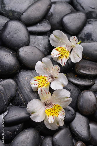 beautiful three orchid on stones background