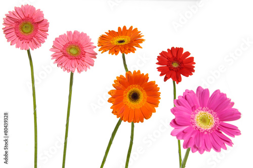 Set of colorful gerbera flowers 