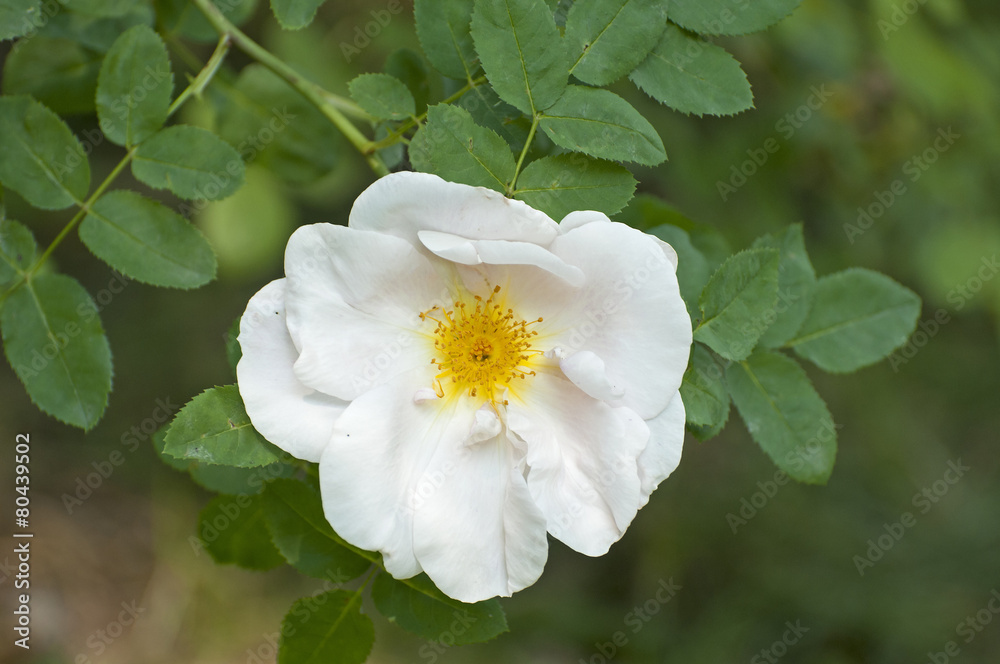 Fototapeta premium Flowering