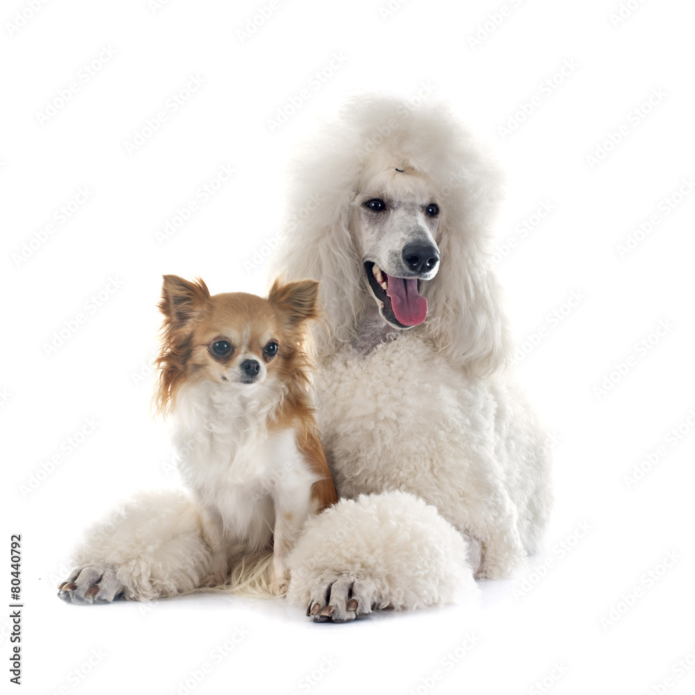 white Standard Poodle and chihuahua