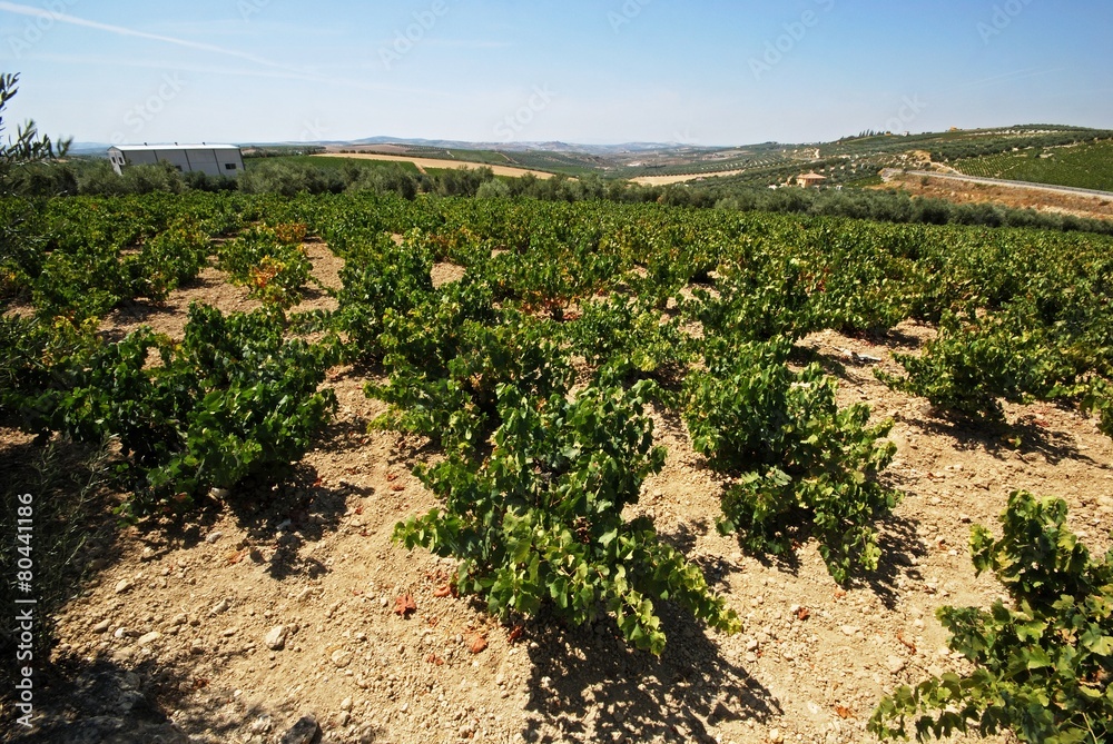 Vineyards, Montilla © Arena Photo UK Vineyards, Montilla © Arena Photo UK