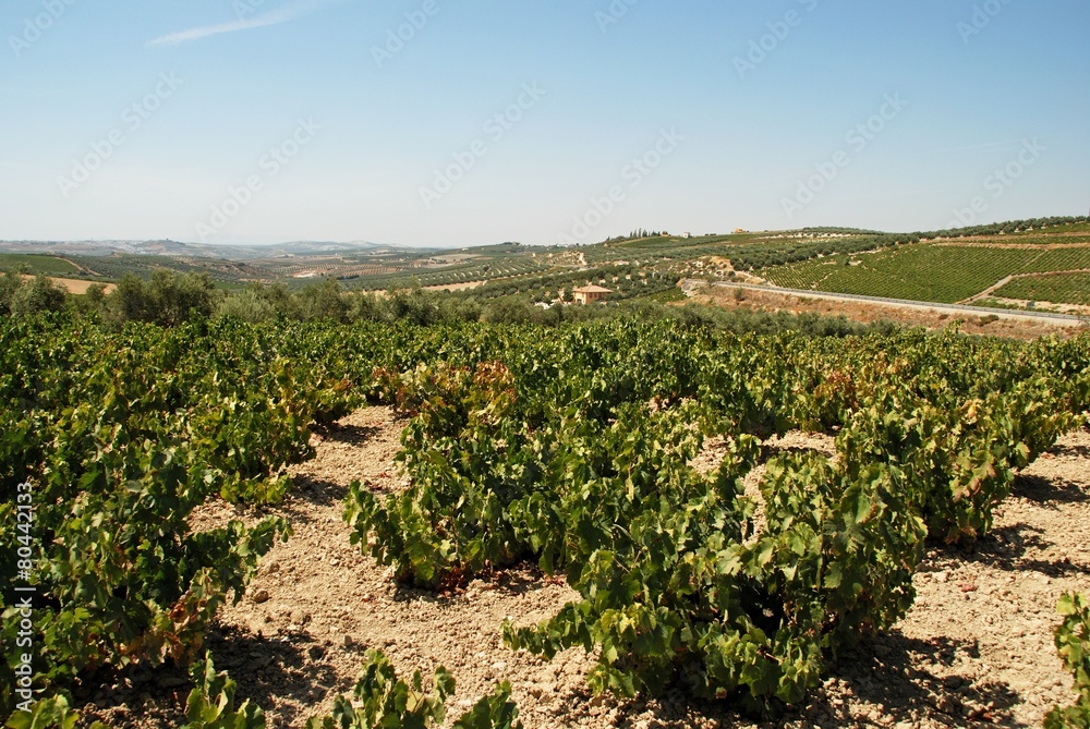 Spanish vineyard, Montilla © Arena Photo UK