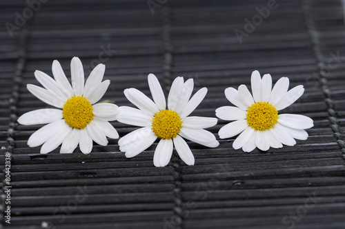 Three Chamomile flowers on bamboo mat. Daisy