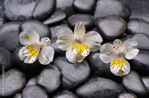 Still life with three white orchid on wet zen stones