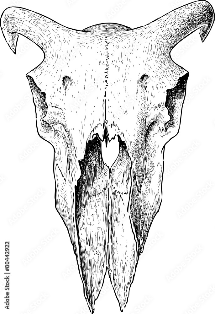 Naklejka premium ram skull