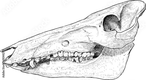 swine skull