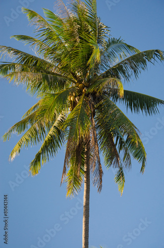 Top of Coconut Tree In The Blue Sky.