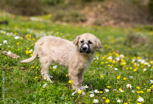 Köpek Yavrusu