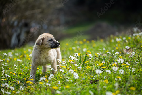 Yavru Köpek