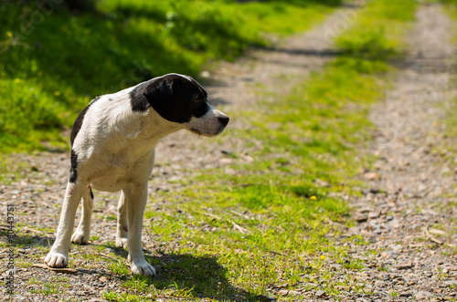 Köpek
