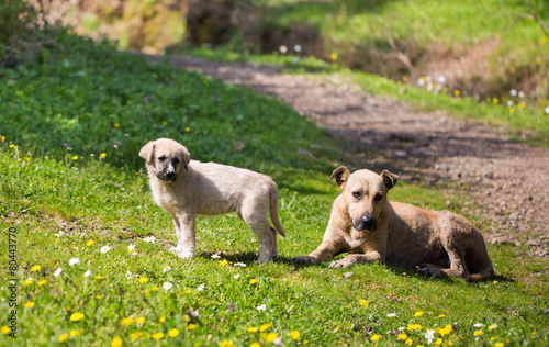 Anne Köpek Ve Yavrusu
