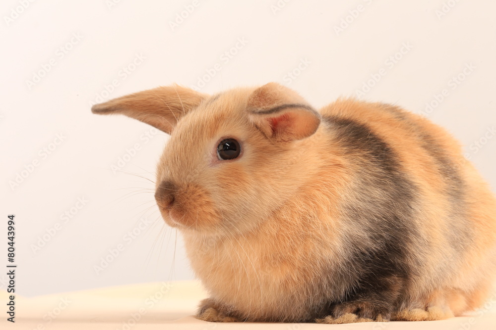 Fototapeta premium bunny rabbit