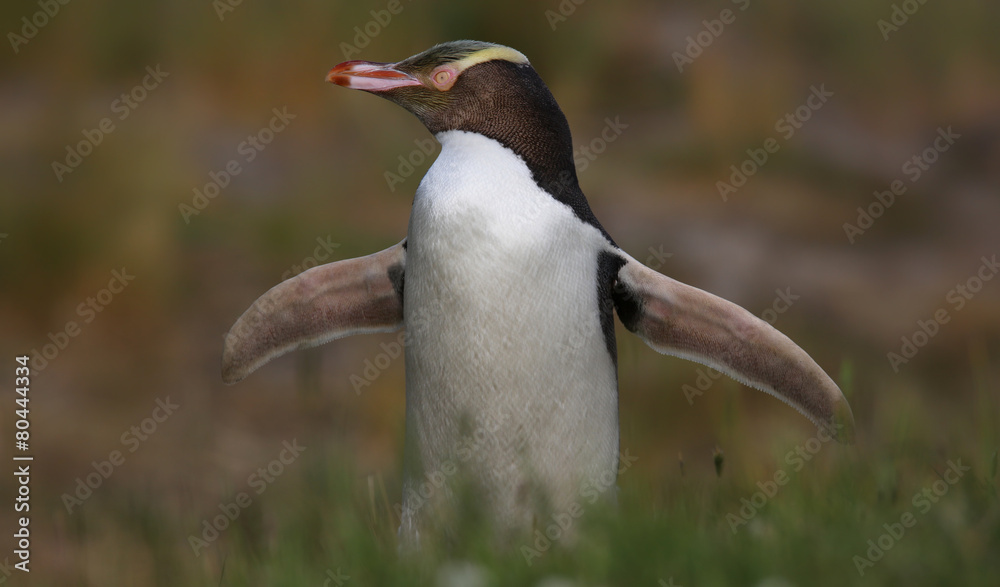 Fototapeta premium Close-up view of a Yellow-eyed penguin (Megadyptes antipodes)