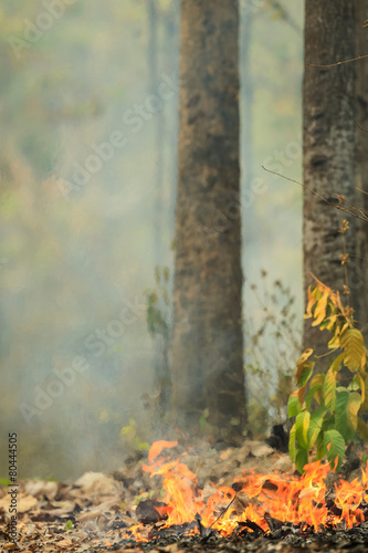 Fire burning in a forest