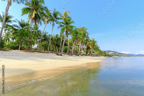 Tropical beach with palms