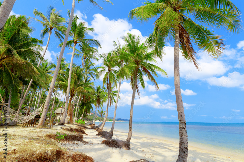 Obraz premium Tropical beach with palms