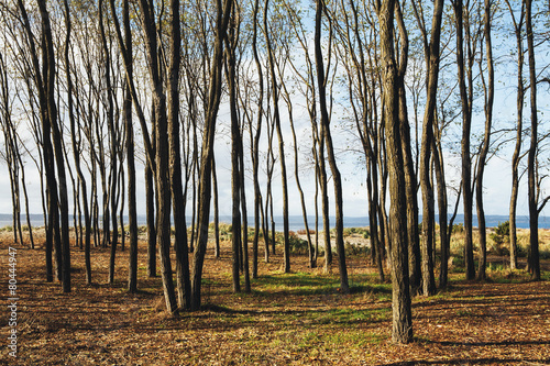 Forest of elm trees in fall, and a view over Puget Sound at dusk.