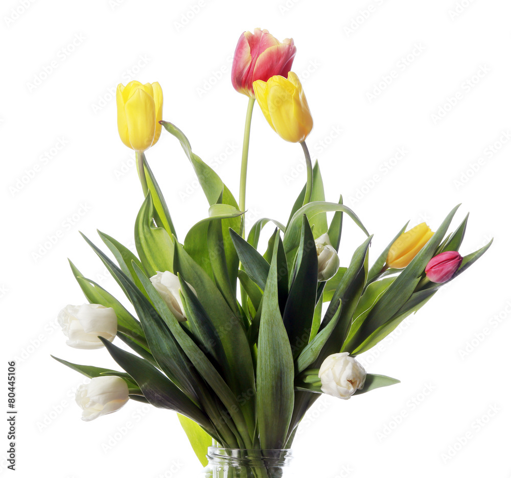 Fototapeta premium tulips on white background